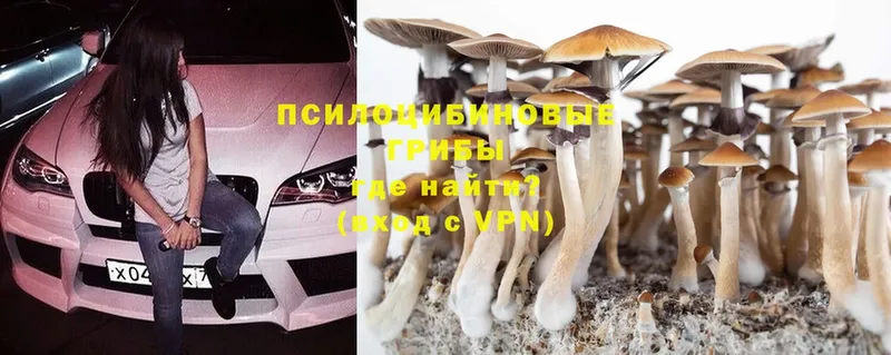 Псилоцибиновые грибы Psilocybine cubensis  где купить   blacksprut зеркало  Красногорск 